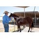 thumbnail image 4 of Kit de inicio de aditivo para baño Weaver Equine eZall azul, 4 of 5