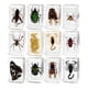 thumbnail image 4 of Colección De 12 Piezas De Animales En Resina Para Biólogos De Aula, Ni?os Y Ni?as, 4 of 5