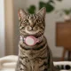 thumbnail image 2 of Collar de Gato con Soporte GPS Localizador, 2 of 3