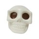 thumbnail image 1 of Novedad Juguete De Calavera Juguete Relajante Niños Niñas Bolas Relajantes De Calavera Elásticas, 1 of 5