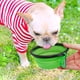 thumbnail image 5 of Cuenco plegable SLSON para mascotas, paquete de 2, para gatos y perros con mosquetones, 5 of 8
