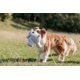 thumbnail image 4 of Juguete de peluche para perros TRIXIE Elroy The Bear para todas las razas, 4 of 4