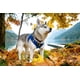 thumbnail image 4 of Arnés para perros EcoBark Step-in, taza de té reflectante, raza XXS, azul, 4 of 9