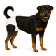 thumbnail image 1 of X10 Pañales Para Perros Pañales Para Perro Pañales Gato Xl, 1 of 3