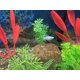 thumbnail image 3 of Clarificador de Agua EcoBio-Block Pack de 2 unidades 57–151 L, 3 of 6