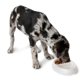 thumbnail image 2 of Plato doble para mascotas Petmate 23174 – Tamaño pequeño, 2 of 4