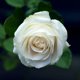 thumbnail image 5 of Hidrosol Agua de Rosas Blancas Dr. Joe Lab 237 ml Spray, 5 of 8