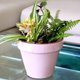 thumbnail image 2 of Maceta Kony Full 37 cm Palo de Rosa + Plato, 2 of 4