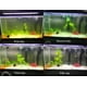 thumbnail image 2 of Filtro de acuario COODIA con bomba UV interna Green Water Killer, 2 of 5