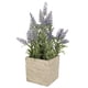 thumbnail image 2 of Mini Lavanda morada de 36 cm con macetero, 2 of 2