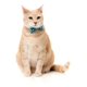 thumbnail image 1 of Pack Fuzzyard Collar Bandana Y Humita Para Gatos 3 En 1 Agua Cat Fashion Packs Talla Única 20-30cm, 1 of 4