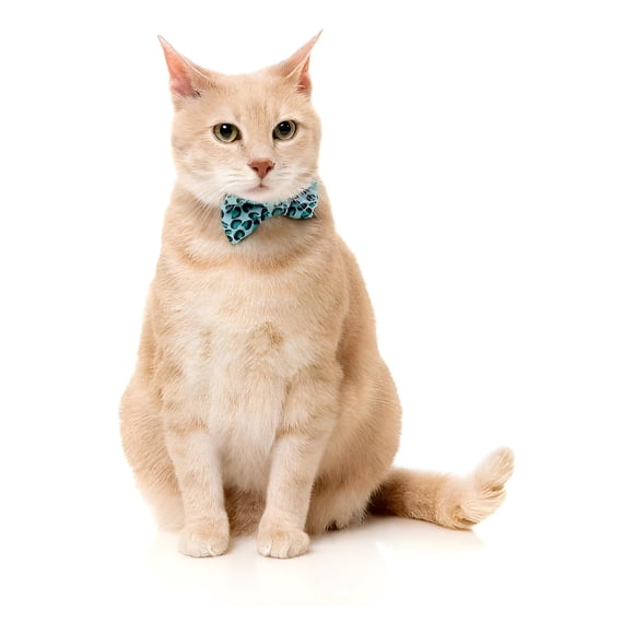 Pack Fuzzyard Collar Bandana Y Humita Para Gatos 3 En 1 Agua Cat Fashion Packs Talla Única 20-30cm