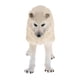 thumbnail image 2 of Figura De Acción Modelo Animal Estático Para Ni?os Y Adultos Lobo Blanco, 2 of 5