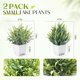 thumbnail image 2 of Planta artificial RUENVUE 18 cm, pack de 2 con maceta, 2 of 6