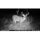 thumbnail image 2 of Cámara Trail Stealth Cam Browtine de 18 MP con tarjeta SD y baterías, 2 of 4