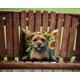 thumbnail image 2 of Cojín Sunflowers Border Terrier, 2 of 6