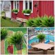 thumbnail image 4 of Plantas artificiales TURNMEON Boston Fern, 20 paquetes, para exteriores, 4 of 8