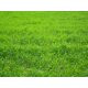 thumbnail image 3 of Semilla de Pasto Eretz ProTurf Raigrás Perenne 2.25 kg, 3 of 5