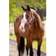 thumbnail image 2 of Cabezal LeMieux Vogue Fleece Mallow Pony 1,8 m, 2 of 2
