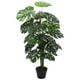 thumbnail image 2 of Monstera de 120 cm, 2 of 2