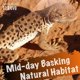 thumbnail image 5 of Bombilla UVB ReptiKing 24W 10.0 (paquete de 2) para reptiles del desierto, 5 of 6