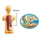 thumbnail image 3 of Modelo Anatómico Cuerpo Humano Armable Juguete Científico, 3 of 3