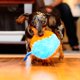 thumbnail image 3 of Juguete para perros Chuckit! Coctelera Fetch para interiores, 19 cm, naranja y azul, 3 of 6