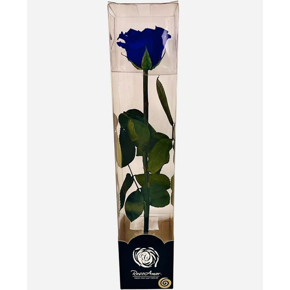 Rosa Preservada Natural 30cm En Acetato Azul