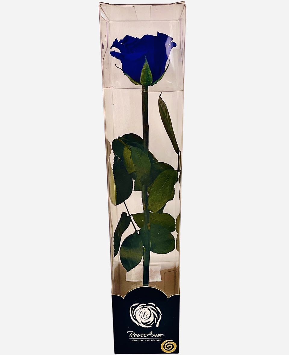 Allpa-Roseamor - Rosa Preservada Natural 30Cm En Acetato Azul