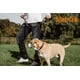 thumbnail image 4 of Collar Martingale de cuero marrón para perro Mighty Paw – Talla mediana, 4 of 8
