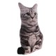 thumbnail image 4 of Soft Hugging Cushion Bed Sofa Headrest Kids Stuffed Cat Toy Blanco Y Negro, 4 of 5