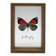 thumbnail image 1 of Cuadro De Vidrio Marco Madera Diseño Mariposa Decorativo, 1 of 5