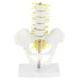 thumbnail image 3 of Pelvis Humana De Tama?o Peque?o Y Modelo Anatómico De Esqueleto De 5 Vértebras Lumbares, 3 of 3