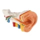 thumbnail image 5 of Modelo De Anatomía Del Oído Humano Aumento De 6 Veces Que Muestra La Herramienta De Estructura De órganos, 5 of 5