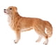 thumbnail image 3 of simulación animal modelo figura juguetes figurita decoración del hogar golden retriever, 3 of 5