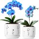 thumbnail image 1 of Orchid Pots Thriving Thriving Thicket, juego de 2 unidades de cerámica blanca de 13 cm a 15 cm, 1 of 4
