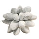 thumbnail image 1 of Almohada De Suculentas Almohada Para Dormir Almohadas De Plantas Para Decoración De Habitaciones Gris, 1 of 3