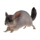 thumbnail image 4 of Modelo De Estatuilla De Animal, Recuerdo De Fiesta, Decoración Del Hogar, Artesanía, Estatuilla De Juguete Pintada A Mano, Chinchilla, 4 of 5