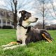 thumbnail image 3 of Correa de repuesto PetSafe 3/4 para collares PetSafe, 3 of 6