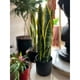 thumbnail image 2 of Planta artificial Sansevieria 47 cm, 2 of 3