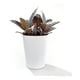 thumbnail image 3 of Macetero autorregante Delia 19, 3 of 3