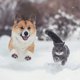 thumbnail image 5 of Derretidor de Hielo Safe Paw de Fuerza Industrial 4.5 kg sin Sal, 5 of 9