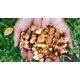 thumbnail image 4 of Té de jengibre orgánico Cederberg 30 bolsas sin OGM sin cafeína, 4 of 7