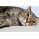 thumbnail image 5 of Suplemento Probiótico Abiotic Para Gatos 30 Cápsulas, 5 of 6