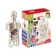 thumbnail image 2 of MODELO ANATOMIA HUMANA 4D TORSO TRANSPARENTE CON 32 PIEZAS DESMONTABLES, 2 of 9