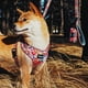 thumbnail image 3 of Arnés para Perros Silvestre Talla S, 3 of 3