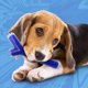 thumbnail image 2 of Nerf Dog Stick SuperScent sólido con aroma a mantequilla de maní, 10 pulgadas, TPR/PP, transparente/azul (NF-7133), 2 of 5