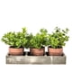 thumbnail image 1 of Planta Artificial Plantas Con Bandeja 28 Cm, 1 of 3