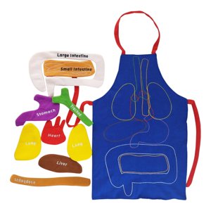 Magideal - Delantal De Anatomía, Delantal De Órganos, Juguete Educativo De Ciencia, Estructura De Ayuda Para Enseñanza, Delantal De Ciencia Para Preescolar Inter