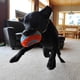 thumbnail image 5 of Rollo para perros Chuckit Indoor Fetch Roller, 19 cm, naranja y azul, 5 of 5